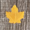 Pure Maple Candy Single Large Maple Leaf 0.7oz